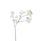 Ciliegio Neve h85